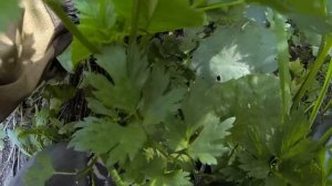 ВОТ ЭТО ХАРИУС!!! Здоровенные ХАРИУСЫ в нехоженом лесном ручье. Попал на ЖОР! Рыбалка на хариуса.