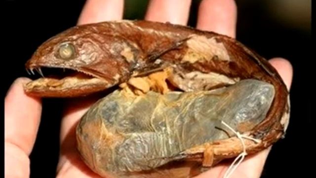 Редкие морские обитатели
