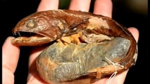 Редкие морские обитатели