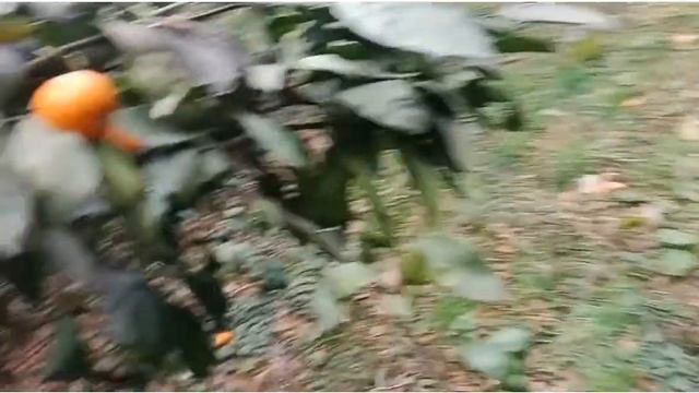 Банановая, мандариновая и бамбуковая рощи смотреть онлайн