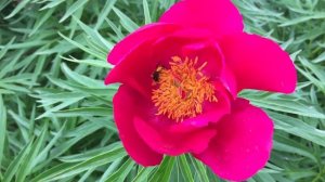 Пион ORLENOK/Орленок