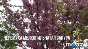 Беларусь Лида Распустилась "Черемуха Мелкопильчатая" (#САКУРА)