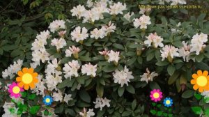 Рододендрон гибридный Каннингемс Уайт. Краткий обзор, описание rhododendron Cunningham's White