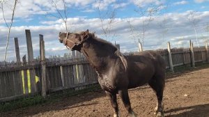 Жеребые кобылы тоже хотят жеребца