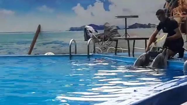 Дельфинарий в Пицунде смотреть онлайн