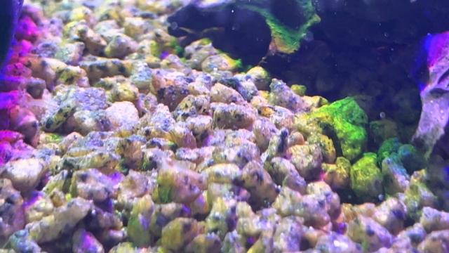 Креветка макробрахиум, малёк от 01/11/2022. Самка выносила порядка 40 креветок. смотреть онлайн