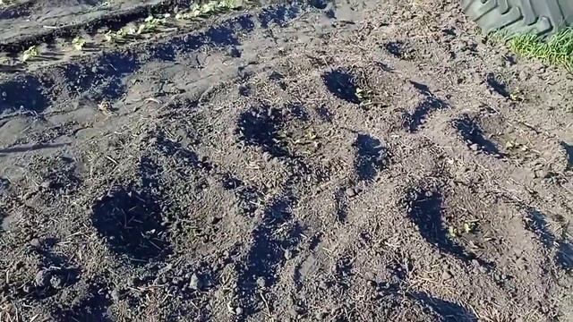 ?Посадила капусту?Замульчировали лук смотреть онлайн