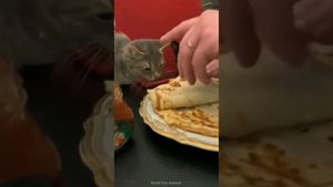 Забавные животные №19