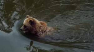 10 ИНТЕРЕСНЫХ ФАКТОВ О МЕДВЕДЯХ