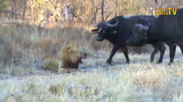 HAYVONLAR SHOHI SHER! смотреть онлайн