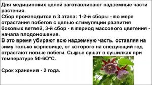 Страстоцвет, пассифлора, польза и вред, лечебные свойства. Рецепт снотворного.