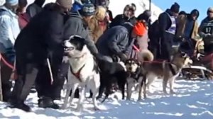 Пёс возбуждён