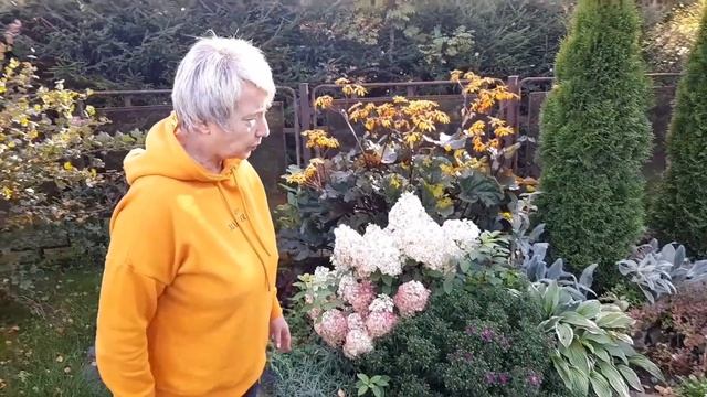 Клумба непрерывного цветения. Осень.