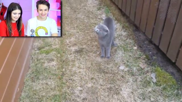 ЗАСМЕЯЛСЯ - ПРОИГРАЛ - ПОПРОБУЙ НЕ ЗАСМЕЯТЬСЯ! ТЕСТ НА ПСИХИКУ - ЧУМАЧЕЧИЙ КОТ смотреть онлайн