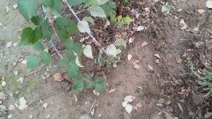 Малиновое дерево, кустарник. Штамбовое крупноплодное.