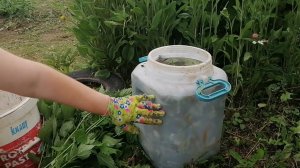 Лучшее удобрение. Зеленое удобрение вместо навоза. Показываю как его сделать