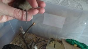 Дикая домовая мышь стала совсем ручной! Мышка Кнопочка!