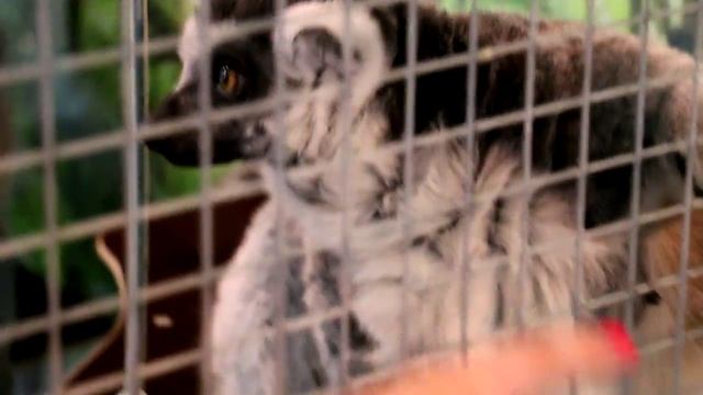 Смешной кошачий лемур. Кольцехвостый лемур