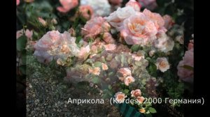 Краткий видео обзор розы Априкола (Флорибунда) - Aprikola (Kordes, 2000 Германия)