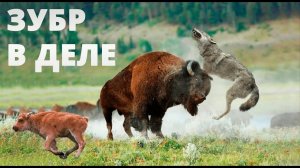 ЗУБР ПРОТИВ быка, носорога, медведя, питбуля, волка! ЗУБР В ДЕЛЕ! | RISEME