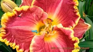 Лилейник гибридный Дарья (hemerocallis) ? лилейник Дарья обзор: как сажать рассада лилейника Дарья