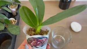 # 117 Как оживить и чем подкормить листья орхидеи!?  #УходЗаОрхидеями #АзиатскиеОрхидеи