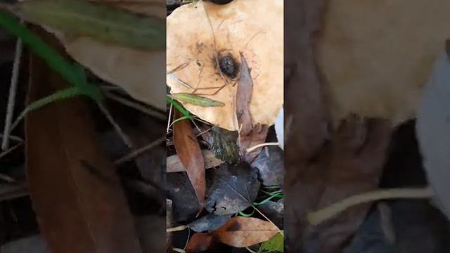 Млечники. смотреть онлайн