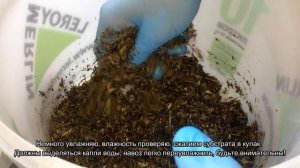 Подготовка навозного субстрата для выращивания шампиньонов в домашних условиях
