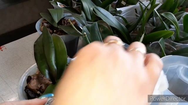 После этого полива ваши Орхидеи вас отблогодорят Витамар(экстрактом морской бурой водоросли/ВОЛШЕБН смотреть онлайн