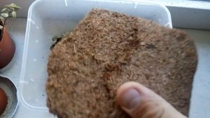 КАК Обустроить КОНТЕЙНЕР для УЛИТОК ? АФРИКАНСКИЕ УЛИТКИ АХАТИНЫ