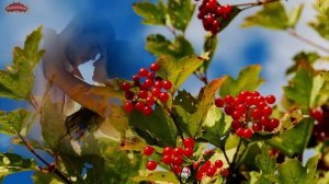 АЗАМАТ ИСЕНГАЗИН - КАЛИНА