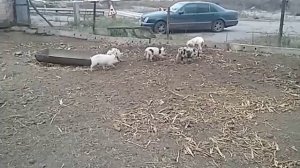 Вольер для поросят