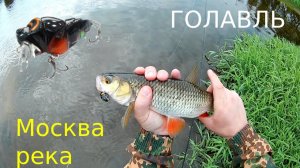 Голавль на спиннинг. Москва река. Воблер D-3 Custom Fukuzemi зарешал.