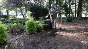 Planting a Super Fragrant Jubilation™ Gardenia