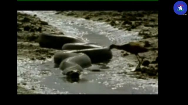 Это Самая большая Змея на земле The largest snake on earth