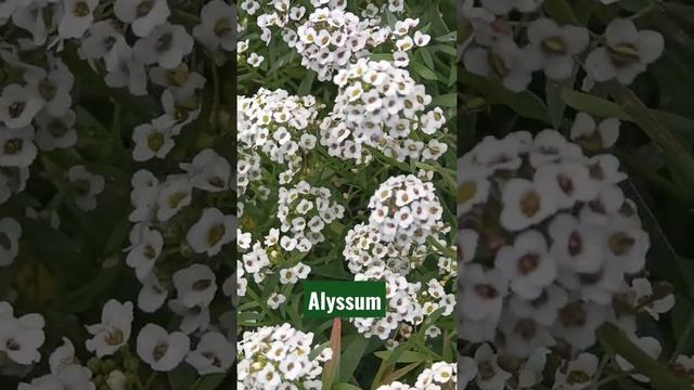 #Alyssum #SweetAlyssum #Lobularia #Brassicaceae #Ornamental #Winterflower #Shorts