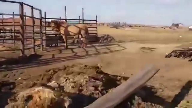 Айғыр айырған сәт Жансая қожалығынан Алибек ағамыздың айғырлары +77752467744