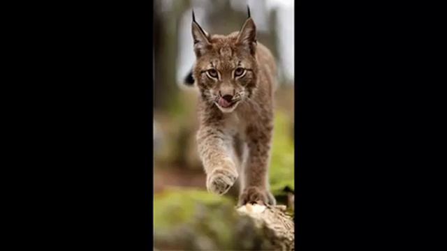 Кошка крошки евы рыся. Покажи видео рыси. Рысь домашняя ханна. Bobcat тv bobcat тv. Голос рыси.