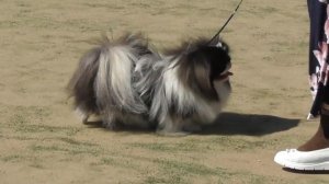 маленькая лохматая собачка - Пекинес, декоративные собаки для женщин