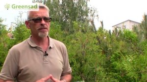 Создание живой изгороди из вечнозеленых растений.