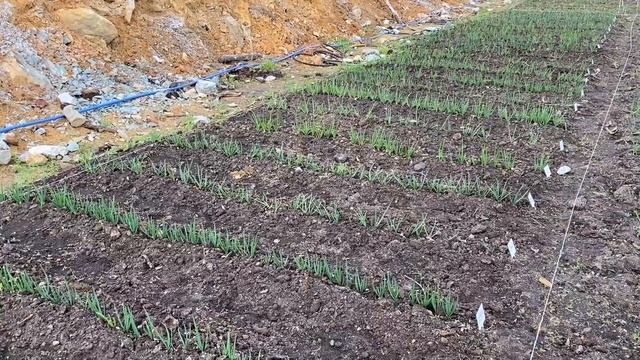 Время перебирать лук-шалот. Школа продвинутого садовода смотреть онлайн