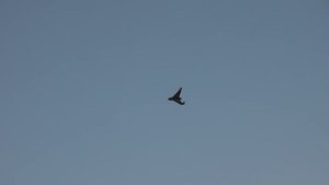 SkyWalker Black X8 Giant Flying Wing Maiden Flight