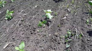 боронование подсолнечника пружинной бороной