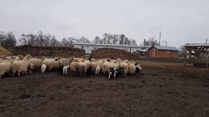 Западно-Карпатские овцы с ягнятами от Дорпера, dorper.