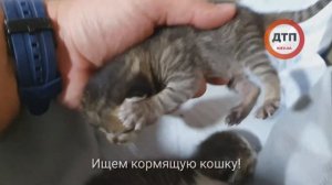 Коты, всем привет! В Рыжий Кот подкинули двое новорожденных котят: срочно ищем кормящую кошку маму