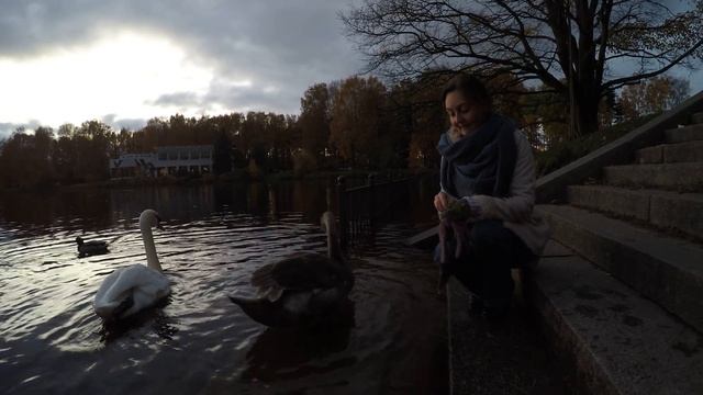 2017, Крестовский остров, Лебяжий пруд. Серый лебедь. смотреть онлайн