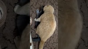 Вязка Шотландской кошки#вязка#шотландскаякошка#кошка#вислоухие#котята#вязка#