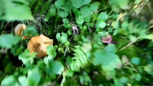 В лес за Грибами#грибы #рыжики #ТихаяОхота #погрибы #загрибами #грибыроссии #грибалка