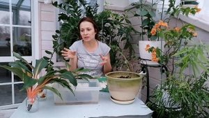 РАЗМНОЖЕНИЕ ХЛОРОФИТУМА КРЫЛАТОГО ОРАНЖ