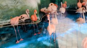 1_2_Фламинго в Московском Зоопарке